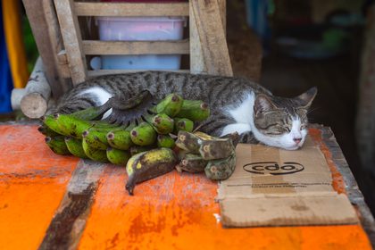 Port Barton, Philippines. Photographie de Jordy Meow, 2/46