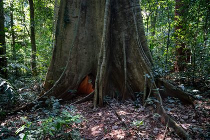 Khao Sok, Thaïlande & Malaisie. Photographie de Jordy Meow, 10/19