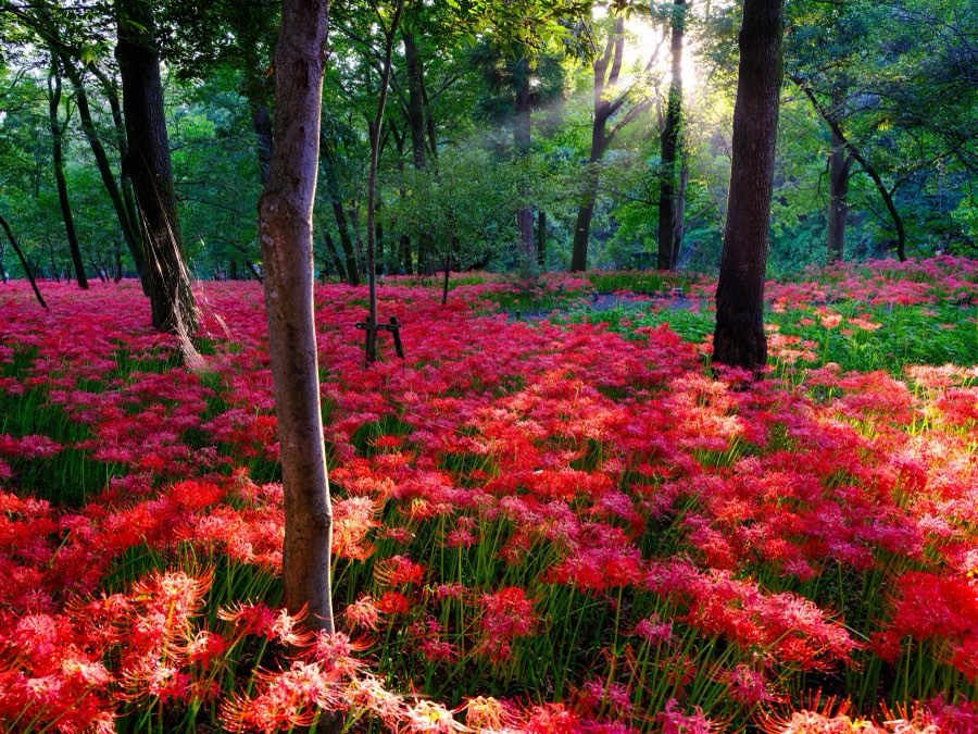 Japon, Automne 2022. Photographie de Jordy Meow, 6/25