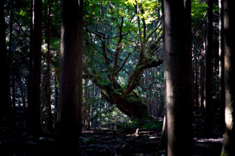 Japon, Automne 2016. Photographie de Jordy Meow, 3/3