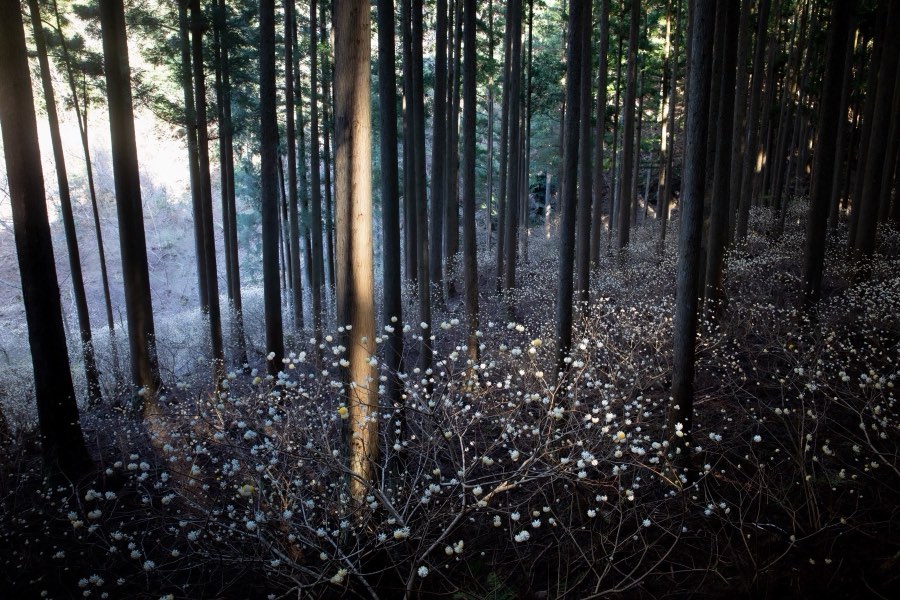 Aichi, Printemps 2019, Japon. Photographie de Jordy Meow, 7/11