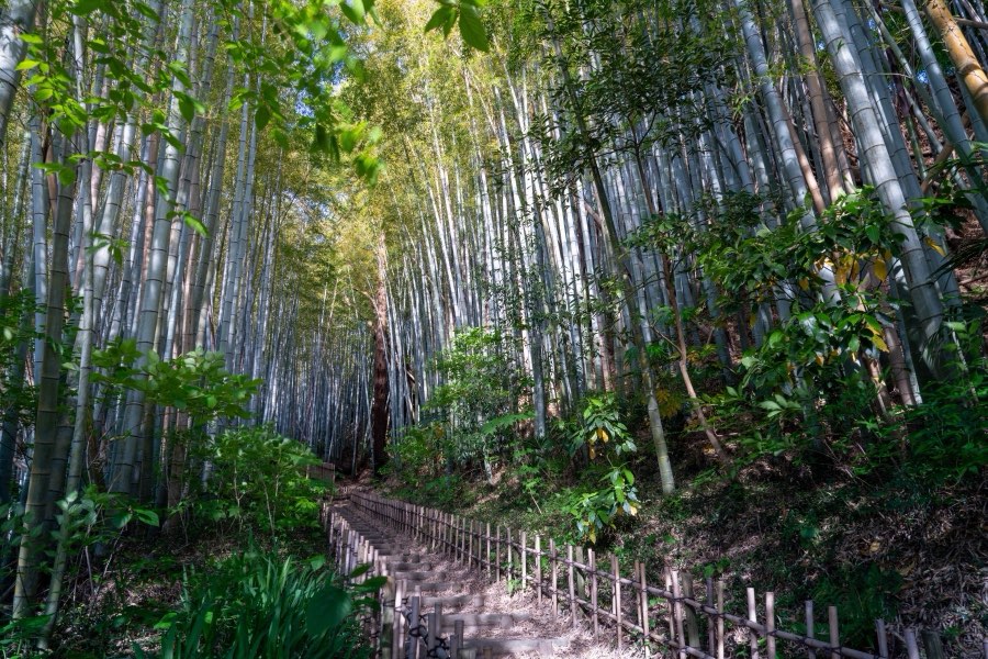 Chiba, Printemps 2024, Japon. Photographie de Jordy Meow, 2/13