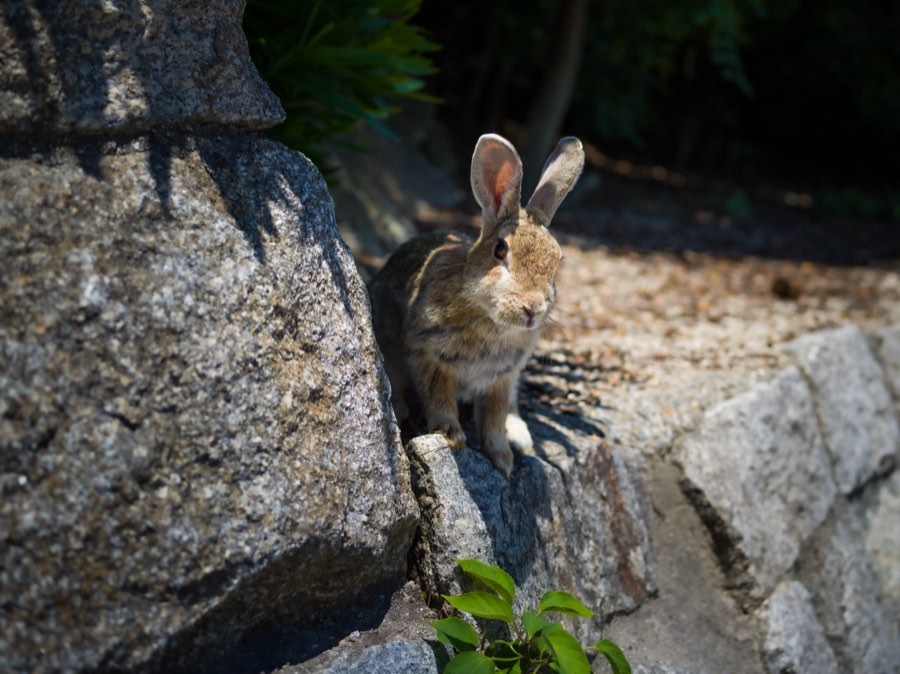 Hiroshima, Été 2020, Japon. Photographie de Jordy Meow, 6/22