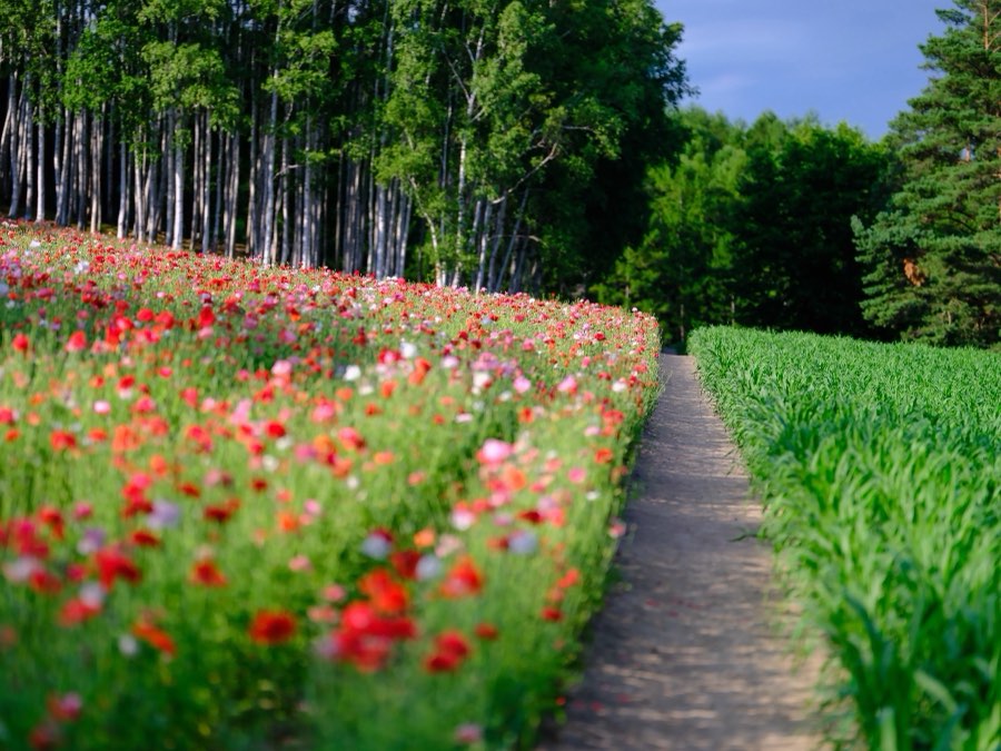 Hokkaido, Été 2021, Japon. Photographie de Jordy Meow, 40/229
