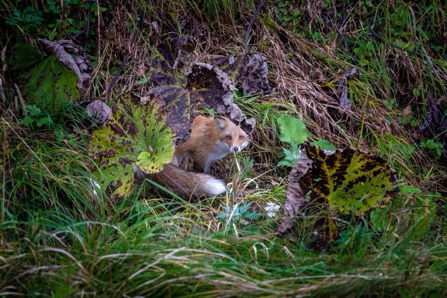 Hokkaido, Automne 2018, Japon. Photographie de Jordy Meow, 44/302