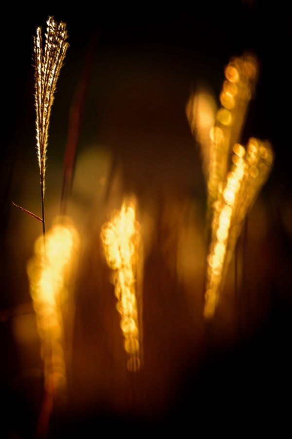Hyogo, Automne 2015, Japon. Photographie de Jordy Meow, 220/302