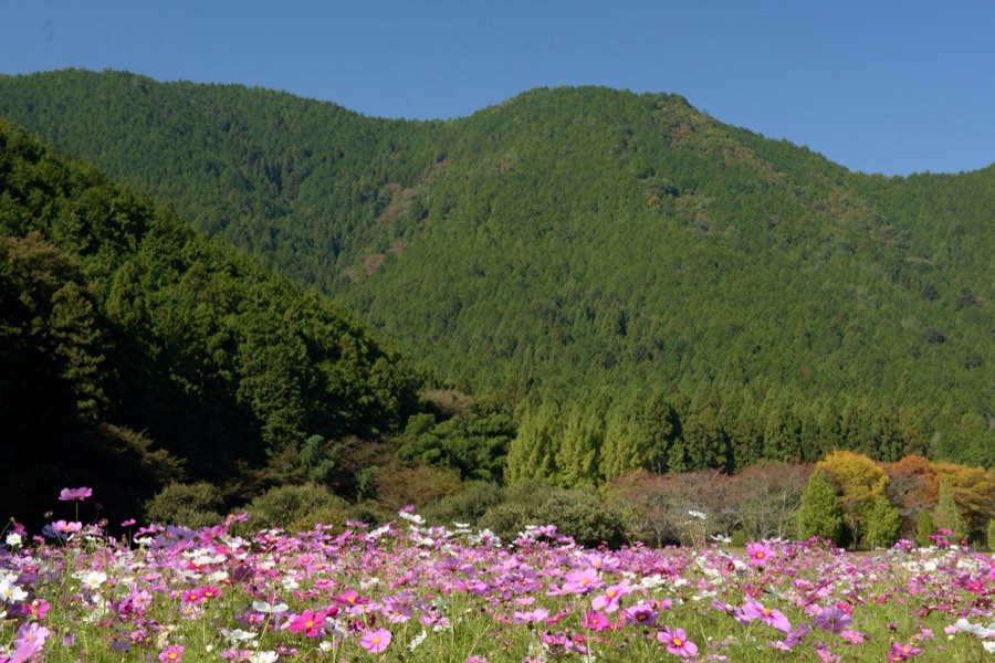 Hyogo, Automne 2015, Japon. Photographie de Jordy Meow, 223/302