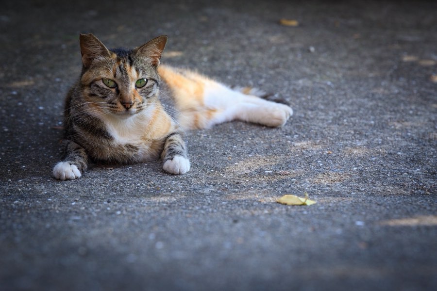 Kagawa, Été 2018, Japon. Photographie de Jordy Meow, 168/229
