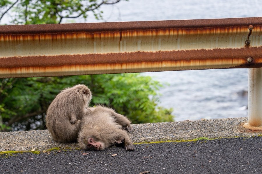 Kagoshima, Printemps 2025, Japon. Photographie de Jordy Meow, 8/18