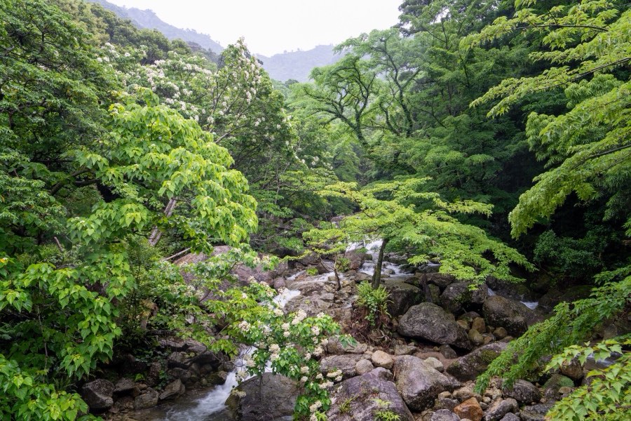 Kagoshima, Printemps 2025, Japon. Photographie de Jordy Meow, 9/18