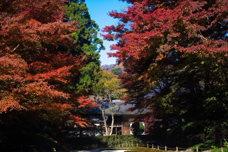 Kanagawa, Automne 2017, Japon. Photographie de Jordy Meow, 122/302