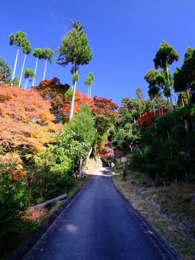 Kyoto, Automne 2022, Japon. Photographie de Jordy Meow, 2/28