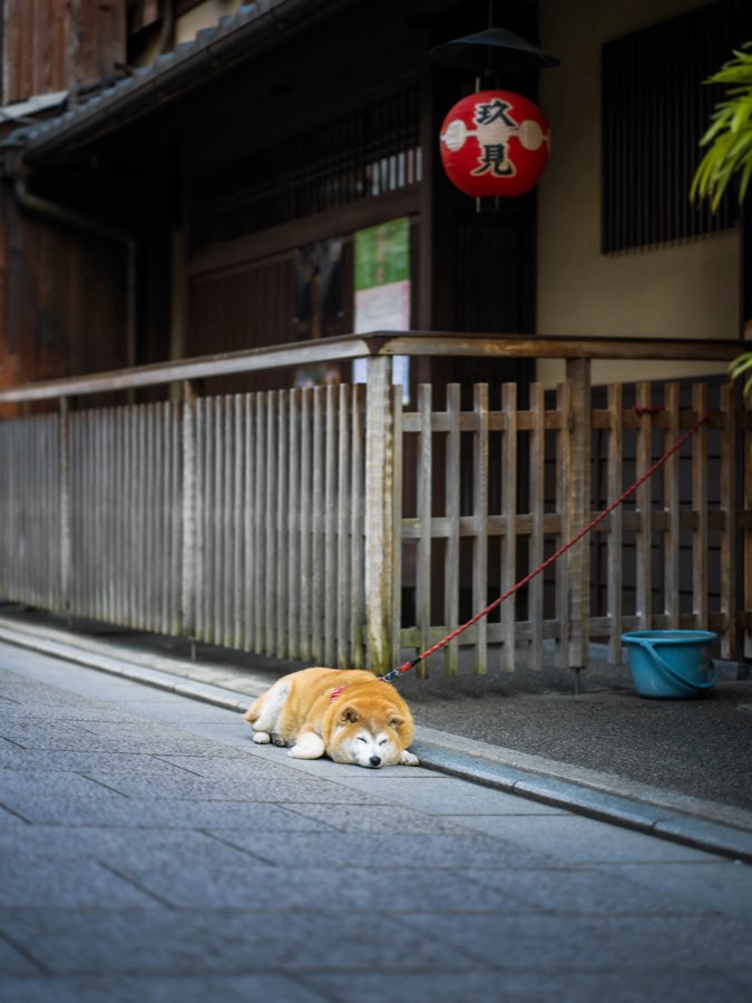 Kyoto, Printemps 2020, Japon. Photographie de Jordy Meow, 5/28
