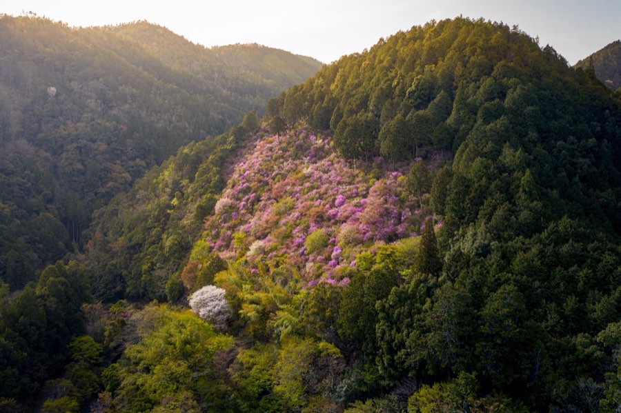 Kyoto, Printemps 2019, Japon. Photographie de Jordy Meow, 15/28