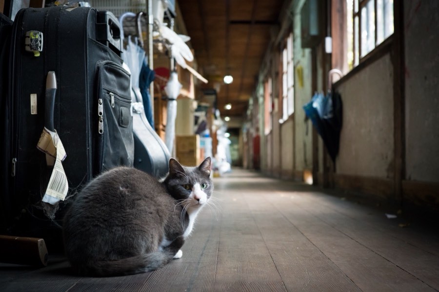 Kyoto, Automne 2016, Japon. Photographie de Jordy Meow, 27/28