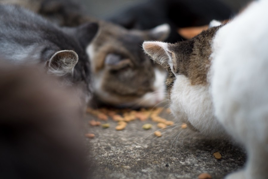 Miyagi, Automne 2016, Japon. Photographie de Jordy Meow, 2/8