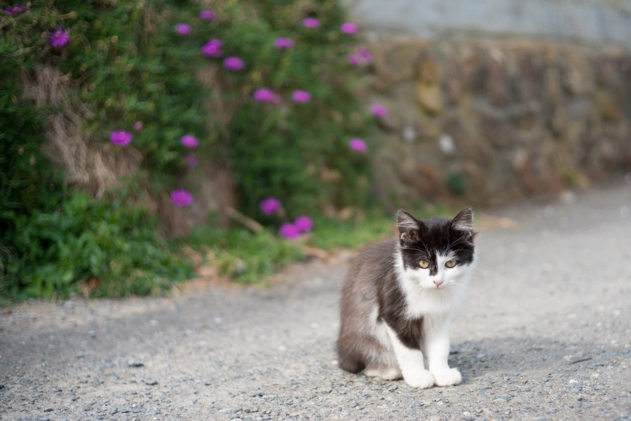 Miyagi, Automne 2016, Japon. Photographie de Jordy Meow, 3/8