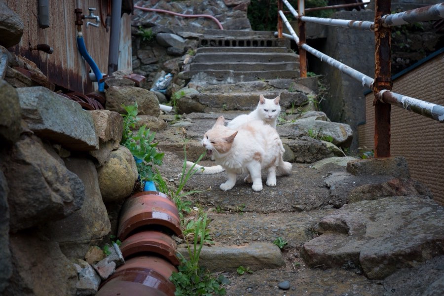 Miyagi, Automne 2016, Japon. Photographie de Jordy Meow, 7/8