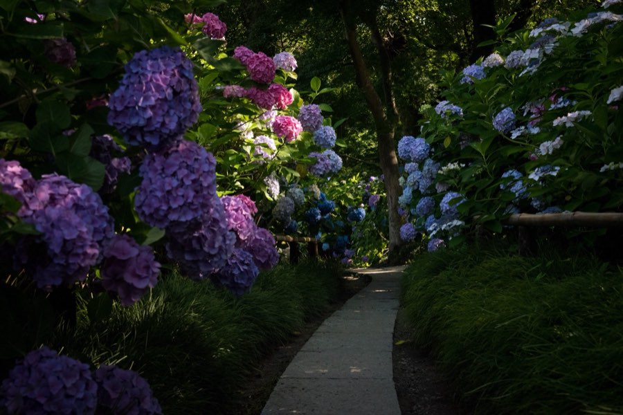 Nara, Été 2016, Japon. Photographie de Jordy Meow, 6/26