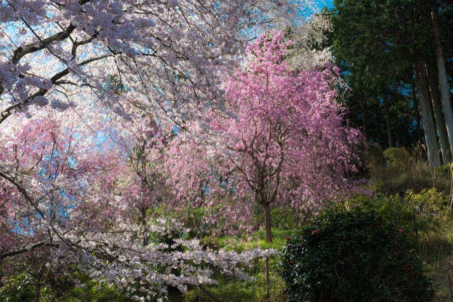 Nara, Printemps 2016, Japon. Photographie de Jordy Meow, 9/26