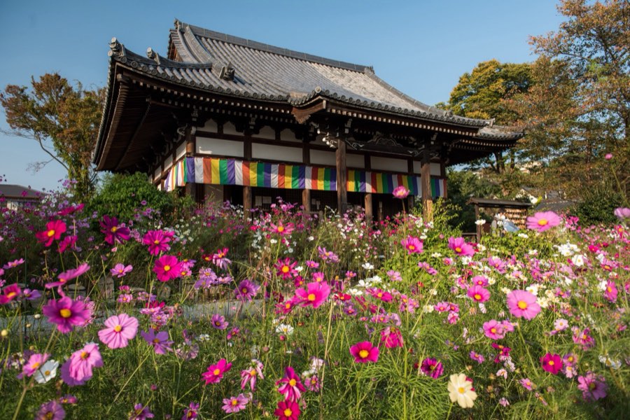Nara, Automne 2015, Japon. Photographie de Jordy Meow, 11/26
