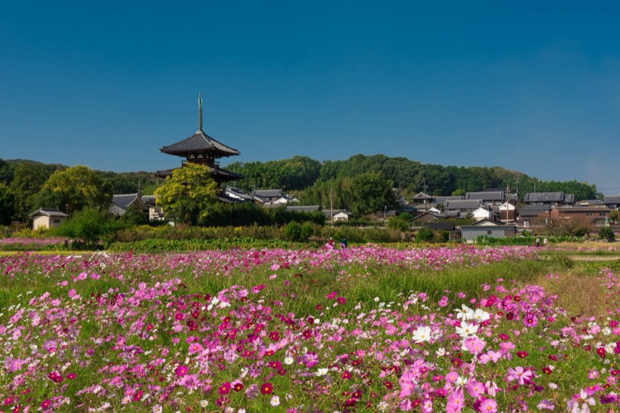 Nara, Automne 2015, Japon. Photographie de Jordy Meow, 12/26