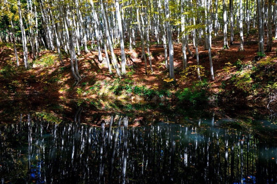 Niigata, Automne 2017, Japon. Photographie de Jordy Meow, 123/302