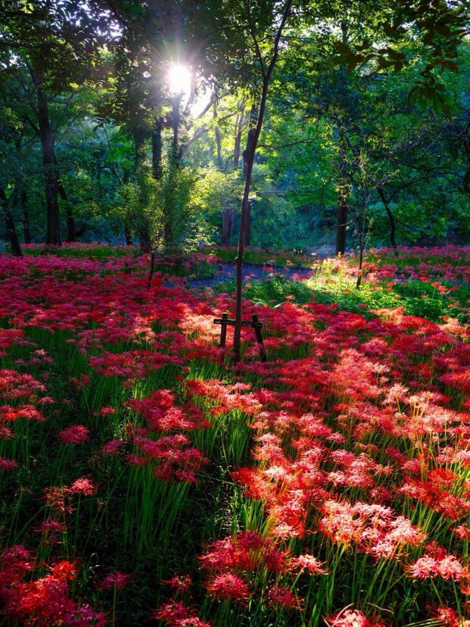 Saitama, Automne 2022, Japon. Photographie de Jordy Meow, 2/15