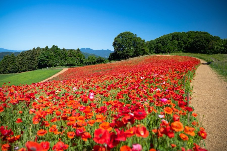 Saitama, Printemps 2019, Japon. Photographie de Jordy Meow, 10/15