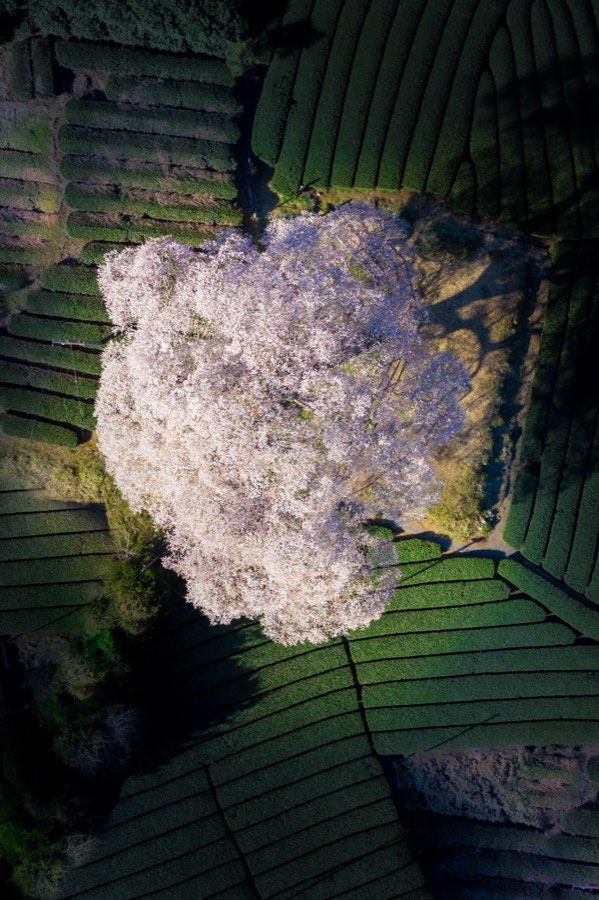 Shizuoka, Printemps 2019, Japon. Photographie de Jordy Meow, 144/289