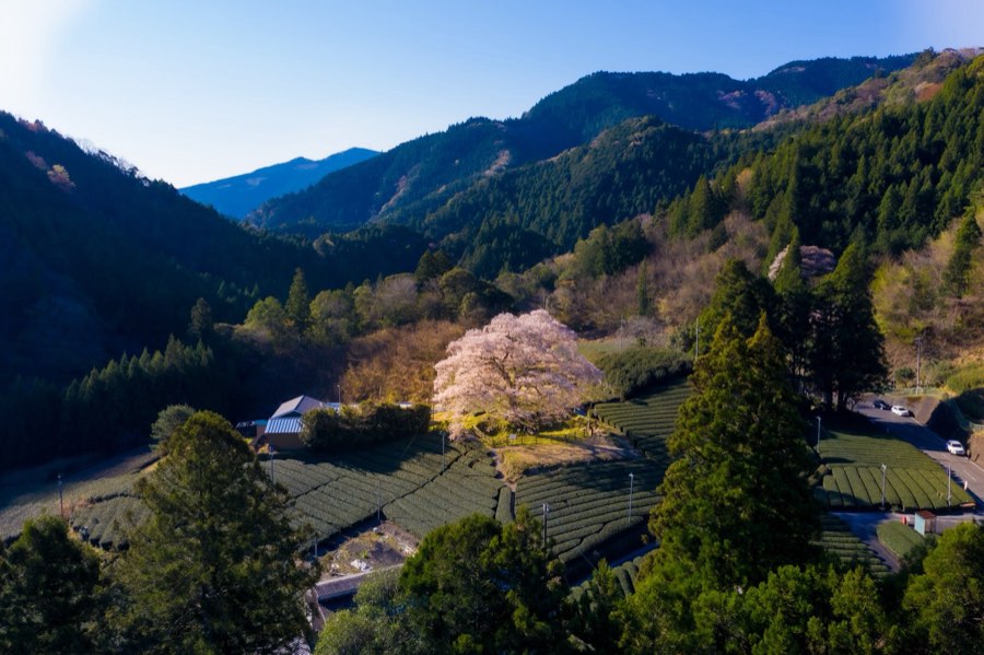 Shizuoka, Printemps 2019, Japon. Photographie de Jordy Meow, 145/289