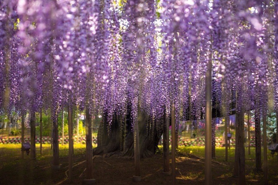 Tochigi, Printemps 2017, Japon. Photographie de Jordy Meow, 58/289