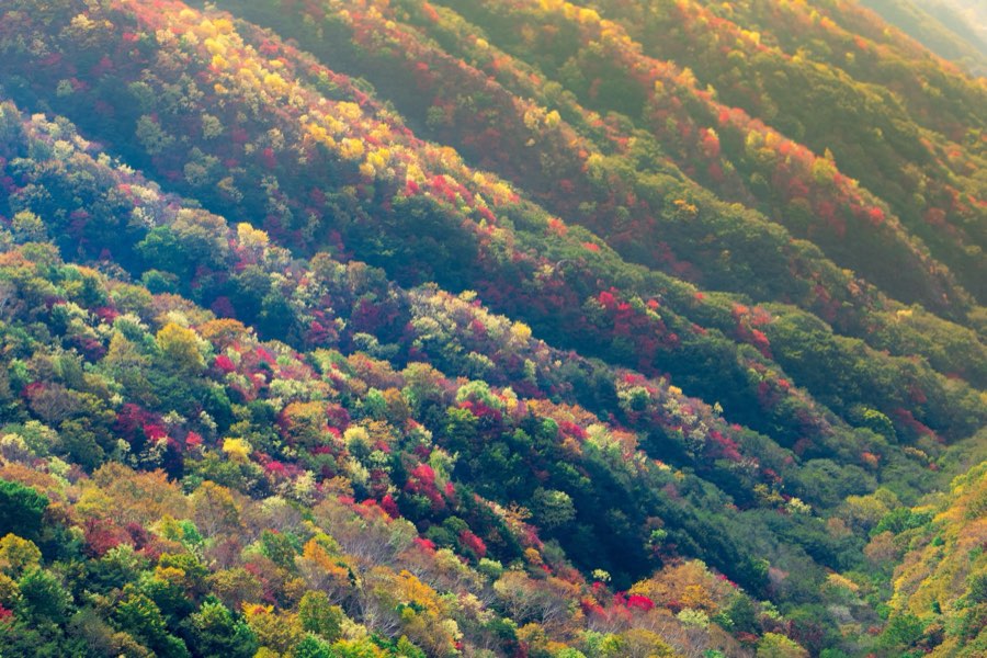 Tochigi, Automne 2012, Japon. Photographie de Jordy Meow, 78/302
