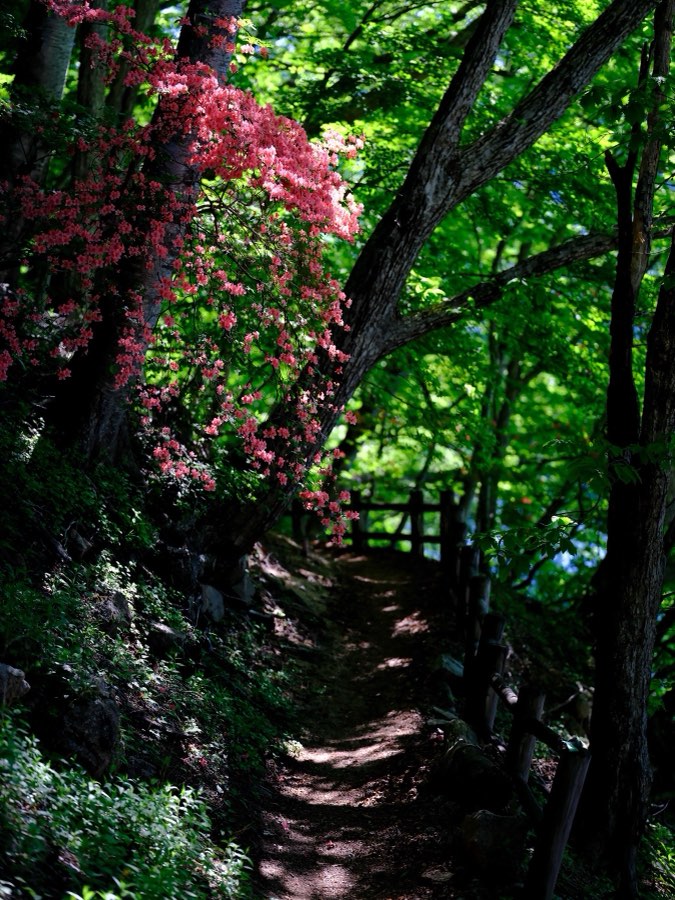 Tochigi, Été 2021, Japon. Photographie de Jordy Meow, 58/229