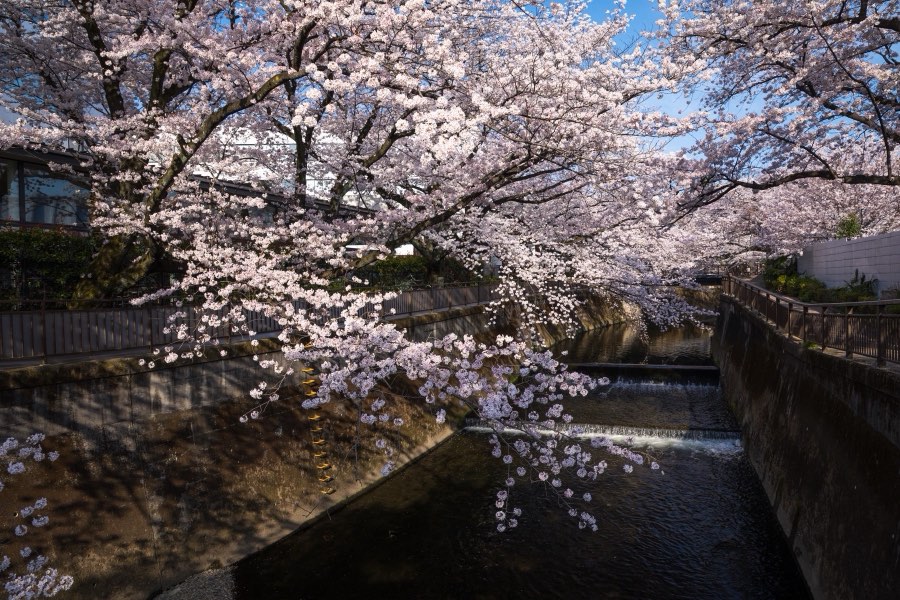 Tokyo, Printemps 2018, Japon. Photographie de Jordy Meow, 21/33