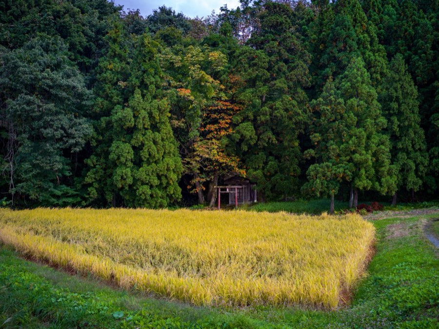 Yamagata, Automne 2020, Japon. Photographie de Jordy Meow, 64/302